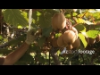 Kiwifruit Being Picked 2 2792